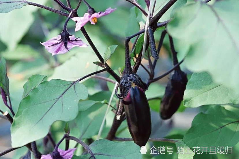 茄子|茄子栽荚，辣椒栽花。想要种好茄子和辣椒，这条经验是根本