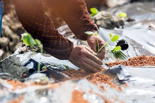 茄子|茄子栽荚，辣椒栽花。想要种好茄子和辣椒，这条经验是根本