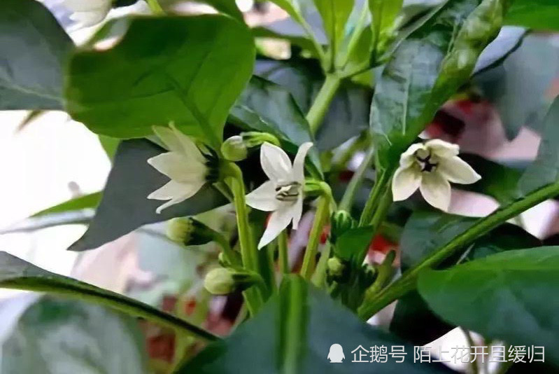 茄子|茄子栽荚，辣椒栽花。想要种好茄子和辣椒，这条经验是根本