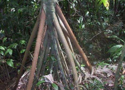 科学家|这种树是要“成精”吗？它一年能行走近20米，科学家表示不相信