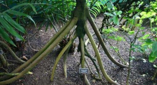 科学家|这种树是要“成精”吗？它一年能行走近20米，科学家表示不相信