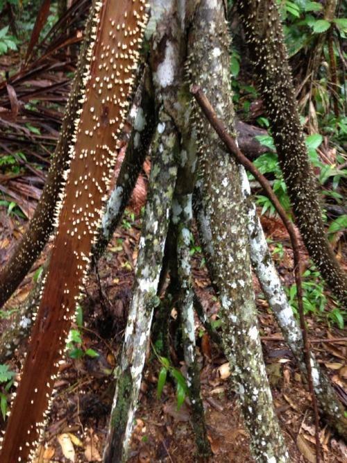 科学家|这种树是要“成精”吗？它一年能行走近20米，科学家表示不相信