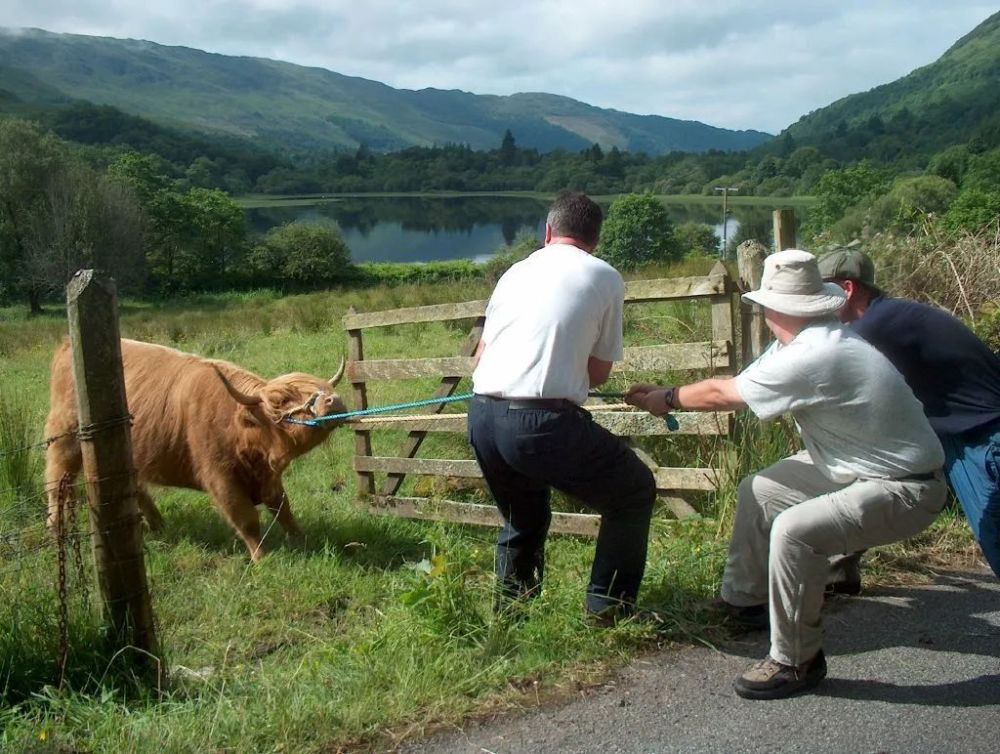 大脑|牛脾气？牛真的脾气大吗？丨牛年说牛
