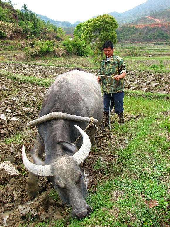 牛年说牛事,父亲和老水牛之间的半生情缘|耕牛