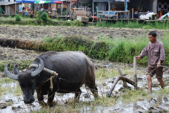 牛年说牛事,父亲和老水牛之间的半生情缘