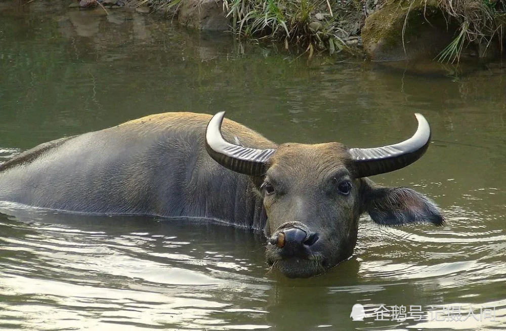 牛年說牛事父親和老水牛之間的半生情緣