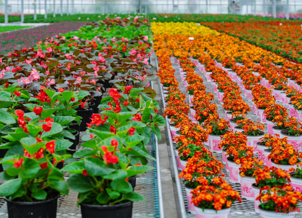 大棚|带动农户年收入90万！这个“科技”农业基地，还有体验式场景