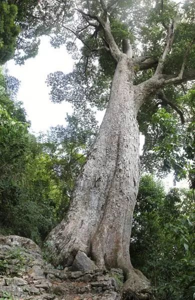 2300多年广西最老古树生长在这样一片云深雾绕的秘境里