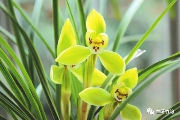 蘭花怎麼養蘭花無根能栽活嗎