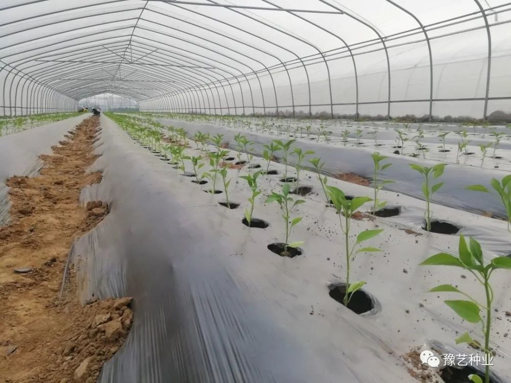 瓜菜定植前的准备工作 腾讯新闻