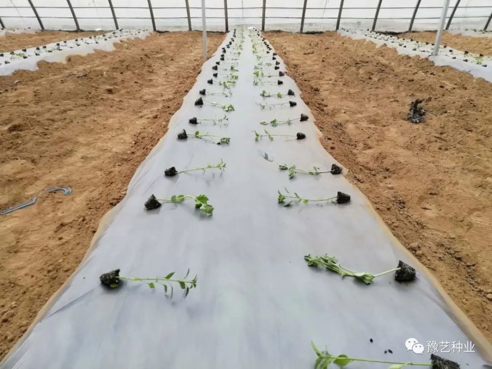 瓜菜定植前的准备工作 腾讯新闻