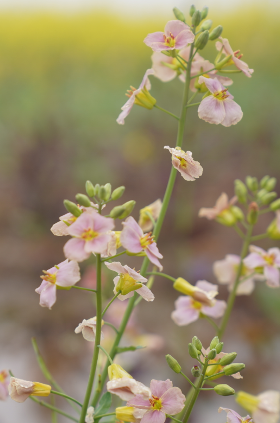 油菜花开,这里的春色藏不住