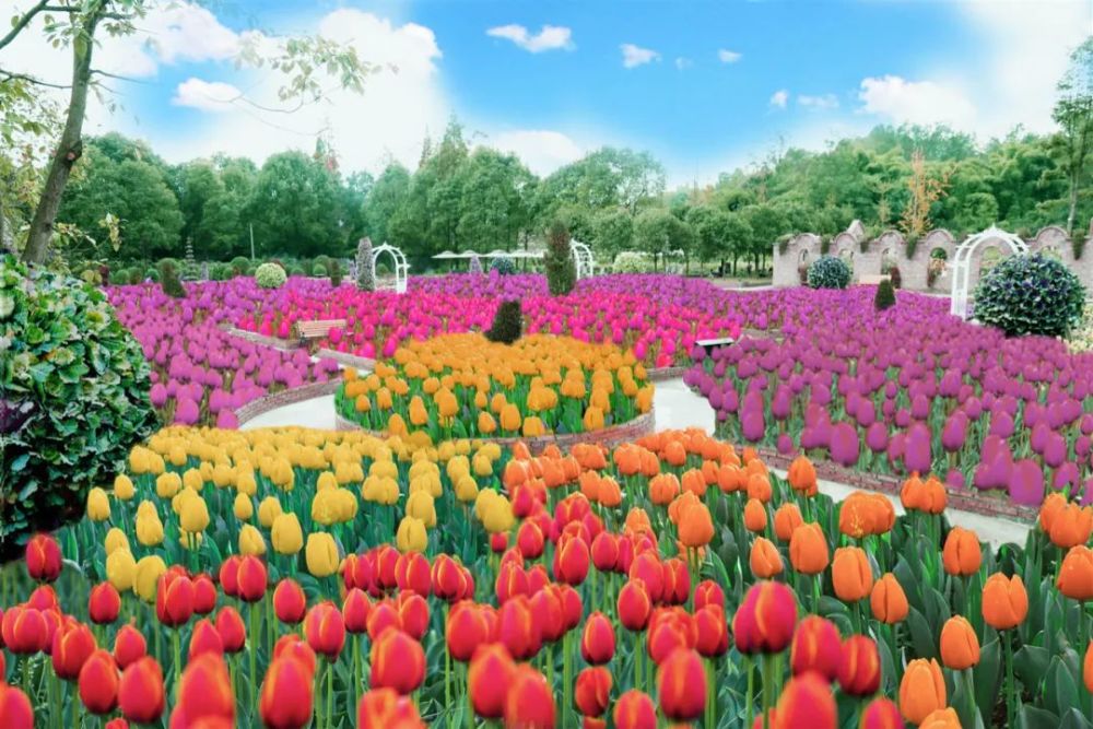 成都最美郁金香花海,在这_腾讯新闻