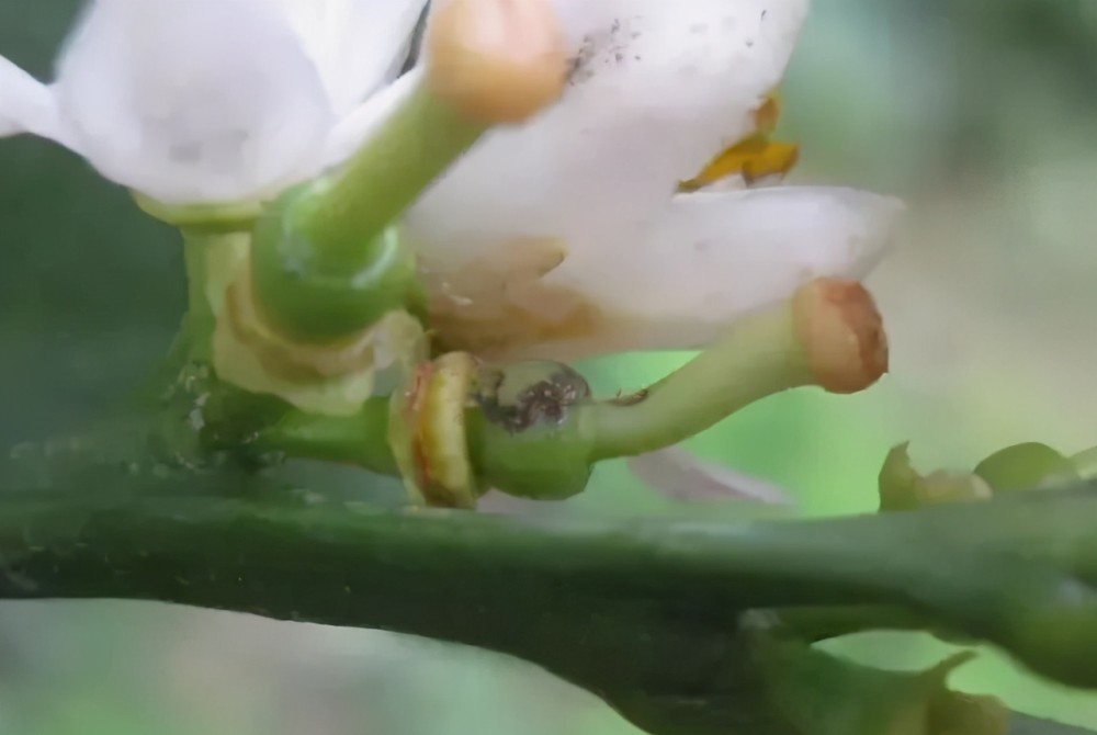 灰霉病|柑橘花期遇雨，一定要防好灰霉病！花皮果多，卖不起价的