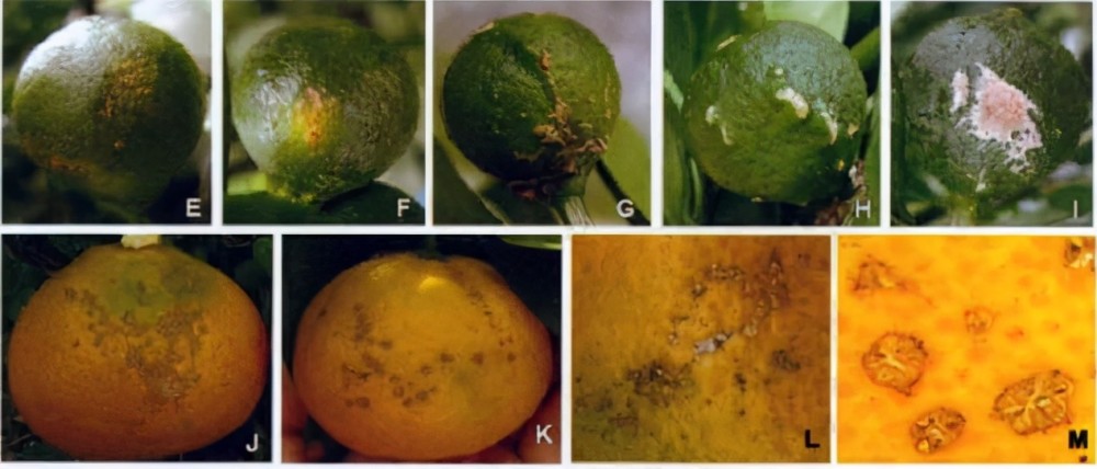 灰霉病|柑橘花期遇雨，一定要防好灰霉病！花皮果多，卖不起价的