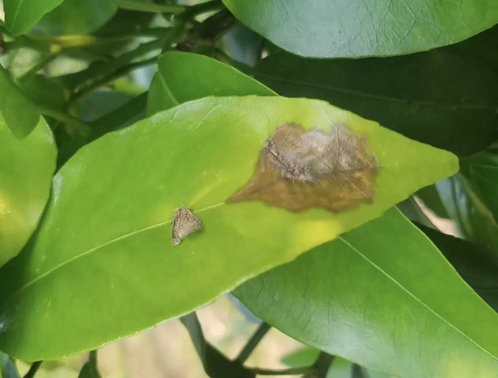 灰霉病|柑橘花期遇雨，一定要防好灰霉病！花皮果多，卖不起价的