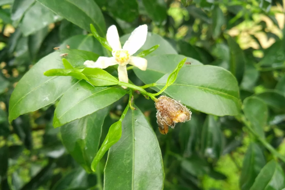 灰霉病|柑橘花期遇雨，一定要防好灰霉病！花皮果多，卖不起价的