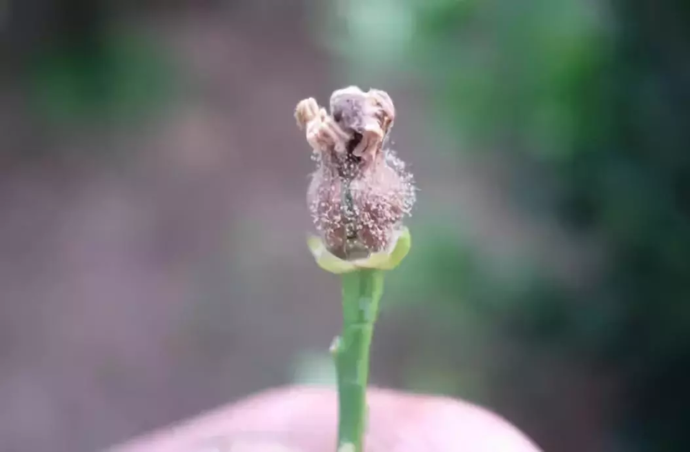 灰霉病|柑橘花期遇雨，一定要防好灰霉病！花皮果多，卖不起价的