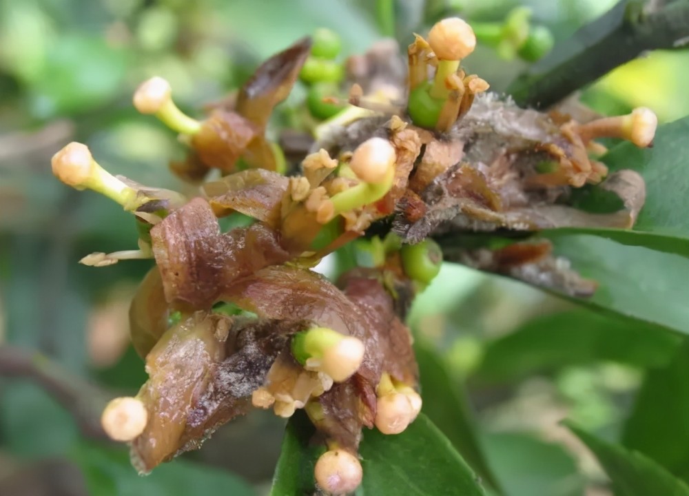 灰霉病|柑橘花期遇雨，一定要防好灰霉病！花皮果多，卖不起价的