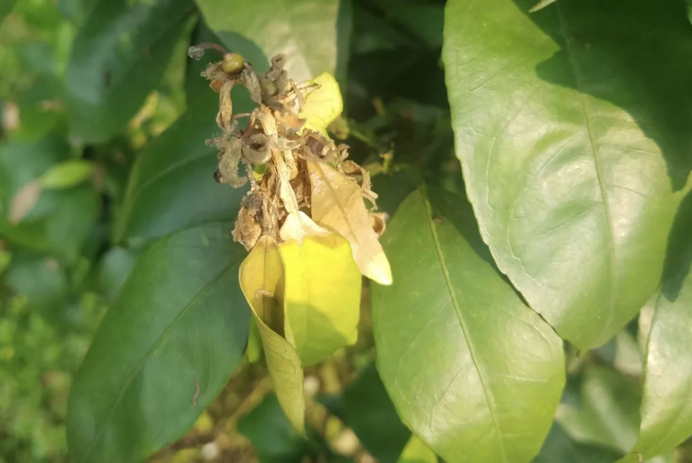 灰霉病|柑橘花期遇雨，一定要防好灰霉病！花皮果多，卖不起价的