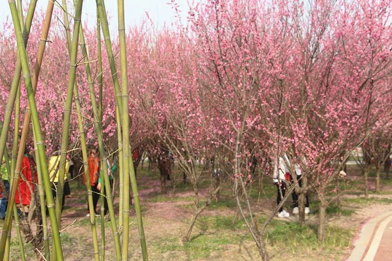 你看蚌埠的梅园出圈了