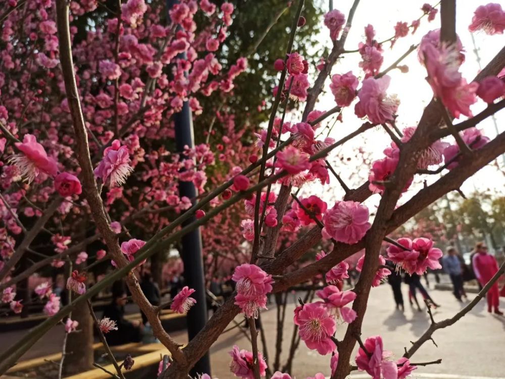 你看蚌埠的梅园出圈了