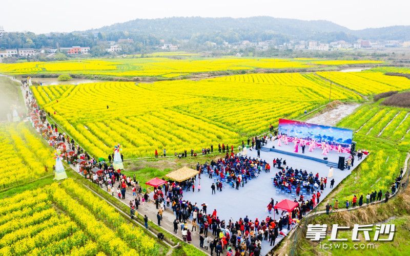 花好看菜好呷,快去岳麓含浦千亩油菜花海撒欢