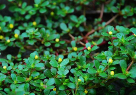 【每日一药】中药-铁色金(中药材植物名:老鼠耳)