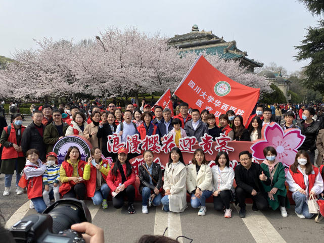 看的樱花,皆为情谊|樱花|四川大学华西医院|武汉大学|武汉