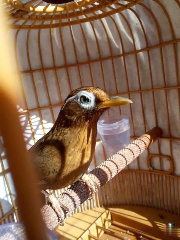 畫眉鳥飼料的幾種營養物質