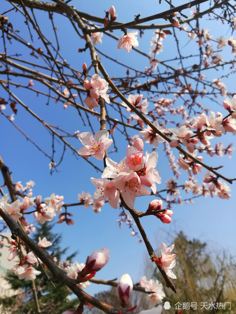 原创2021年天水初春印象广大市民在户外感受美好的自然时光