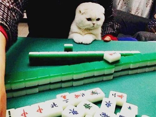 女子带猫打麻将经常赢钱牌友们都不乐意了你这算作弊知道吗
