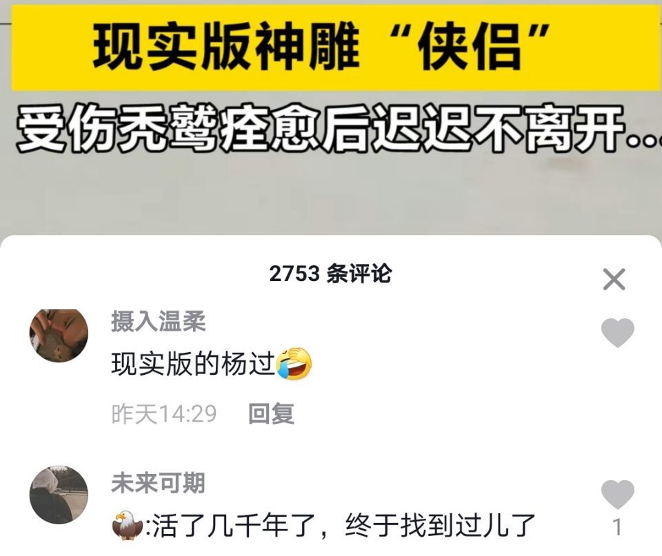 秃鹫|山东小伙救助受伤秃鹫，结果被认成主人，得了个外号叫“过儿”