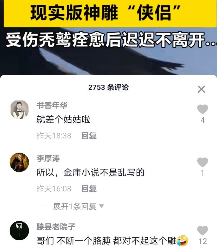 秃鹫|山东小伙救助受伤秃鹫，结果被认成主人，得了个外号叫“过儿”