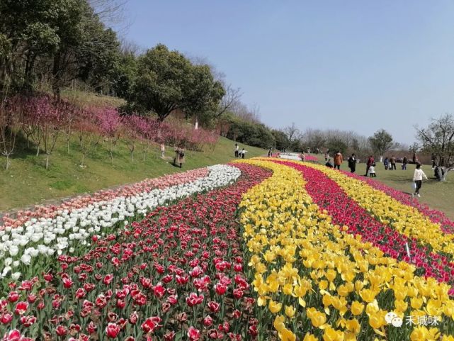 赏花推荐 海宁东山14万朵郁金香花已盛开 腾讯新闻