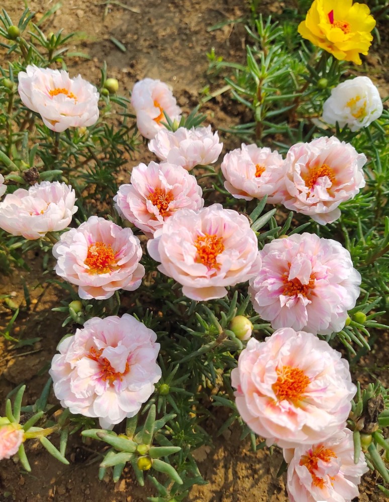 适合新手养的花针叶牡丹号称死不了养护简单花期也长