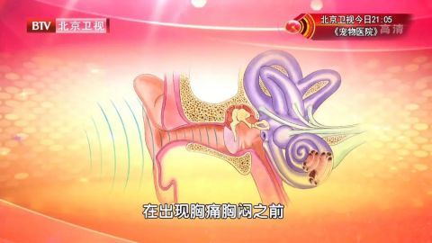 耳鸣|耳鸣不重视，当心大病找上门！日常两个小动作，轻松缓解耳鸣