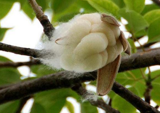 它的名气很大 果实藏棉絮 花掉落后很多人去捡 广东常用来煲汤 农村 果实 木棉花