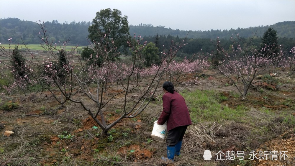 江西永新春季果树管护忙