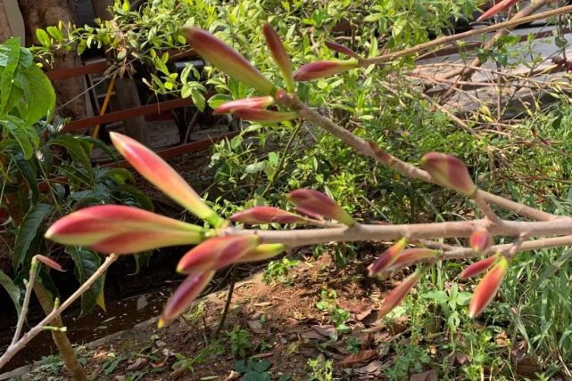 【美食】那些年,我们一起吃过的"双胞芽"!