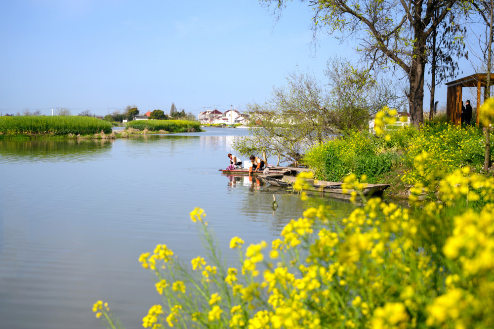 兴化千岛菜花,江苏最美油菜花观赏地之一,拥有万亩油菜花田