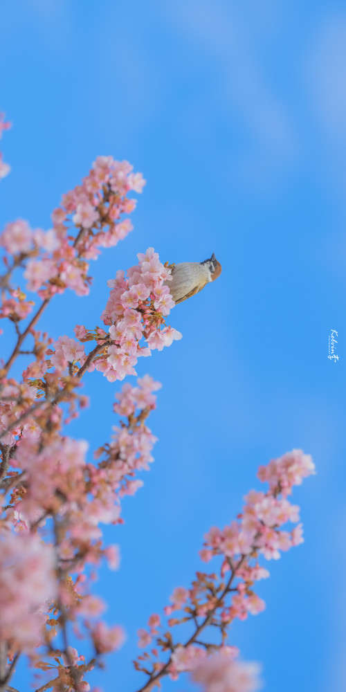 壁纸遇见春光摄影美图欣赏樱花
