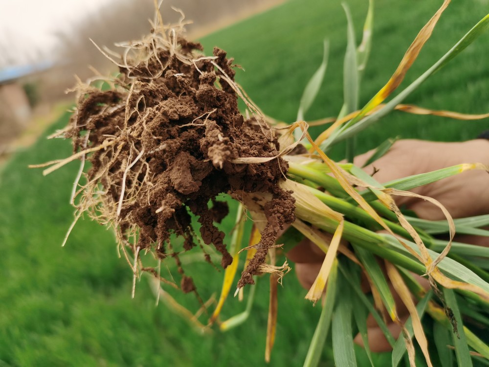 老农连续3年用肥小麦亩产1300斤村里人却不买账啥原因