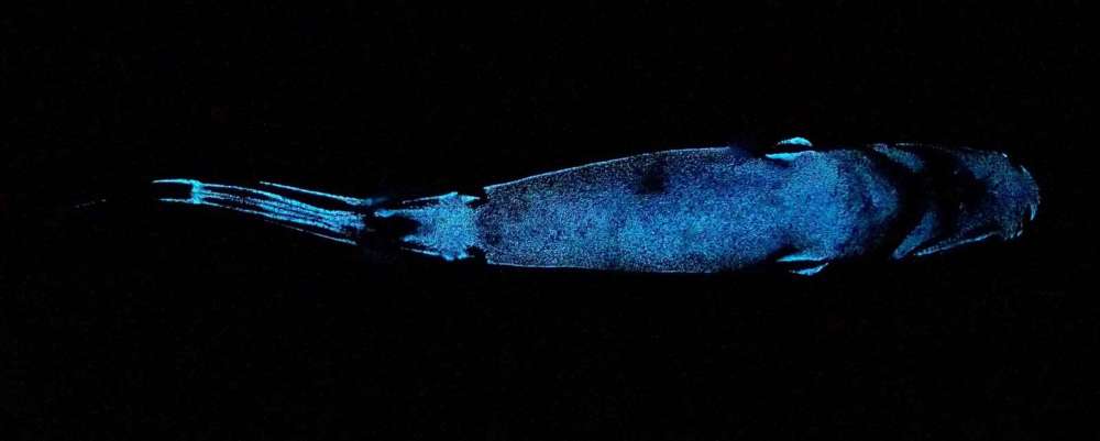 杂志上的一项新研究中,科学家们发现有三种深海鲨鱼是生物发光的,它们