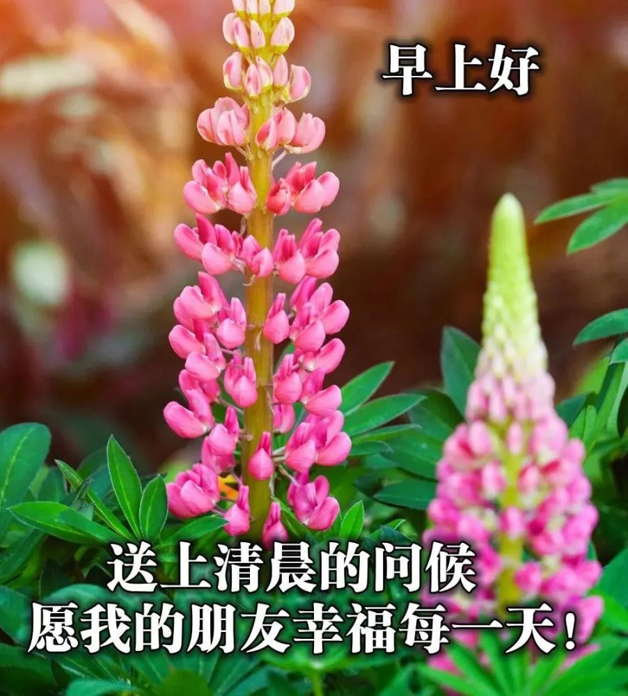 3月14日二月二龙抬头清晨阳光最新祝福语大全早上好问候语及暖心的话