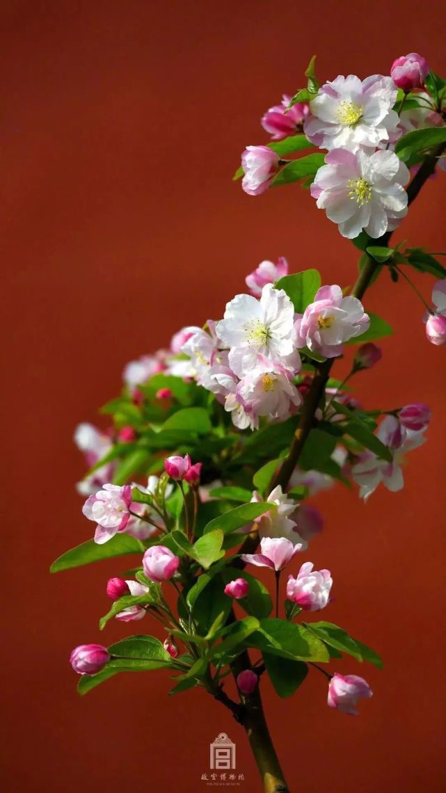 人间富贵花,海棠,恨无香