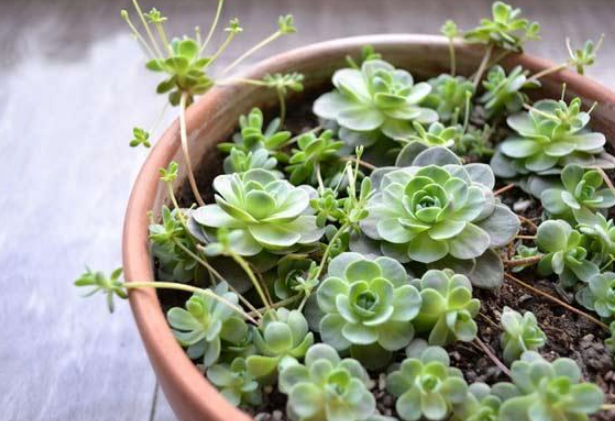 很难养死的5种多肉植物适合新手养