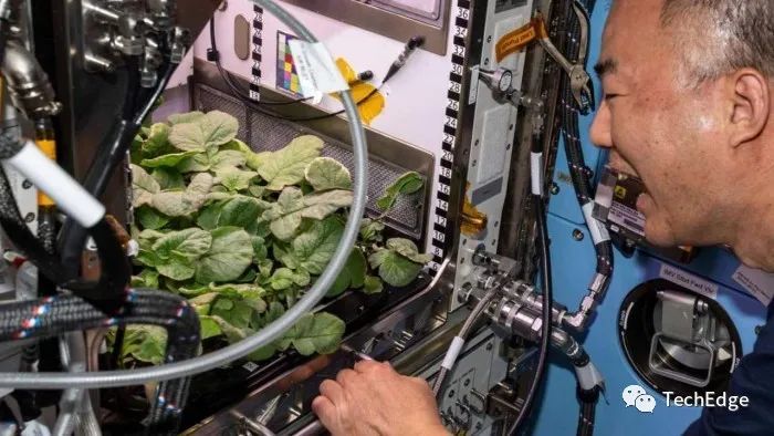 nasa|NASA展示国际空间站“小型花园”和植物实验