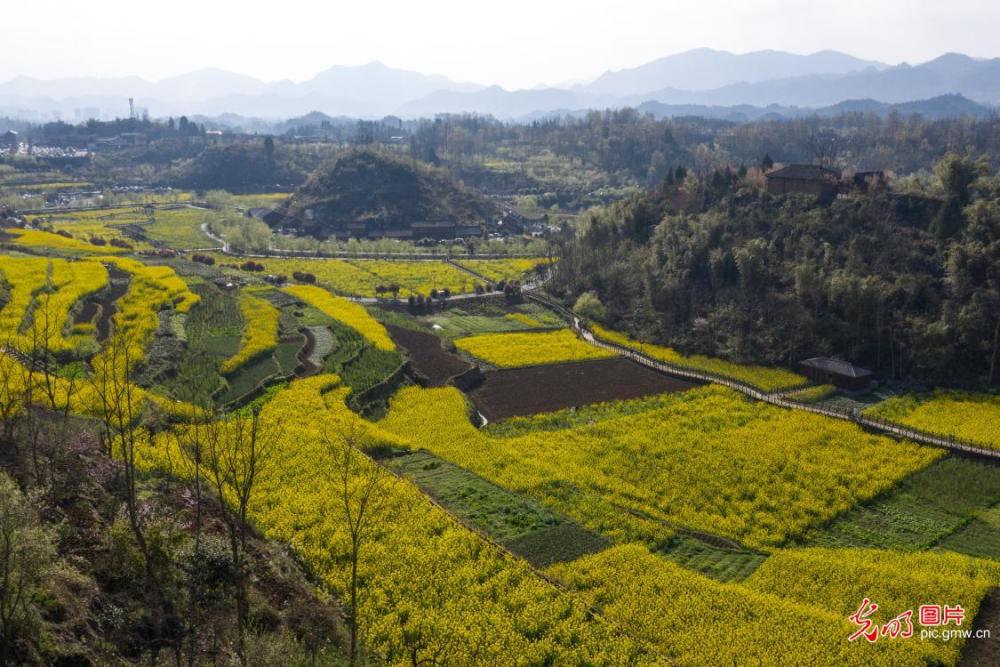 贵州务川:油菜花开游客来_腾讯新闻