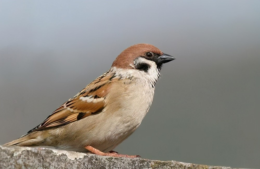树麻雀由于树麻雀的大量引进,家麻雀和它们又没有生殖隔离,两种麻雀的